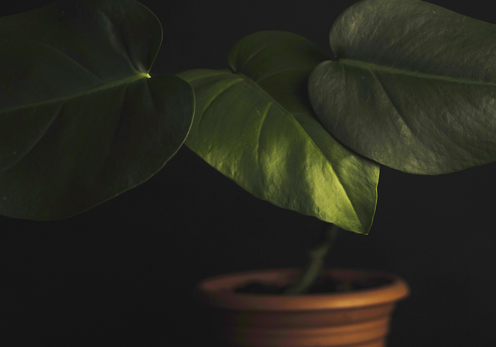 Cuidados en la luz de las plantas Cuidados en la luz de las plantas