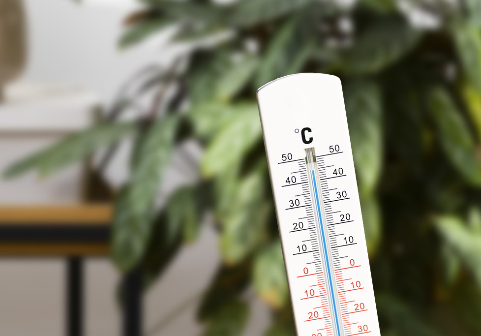 Cuidados de temperatura en las plantas Cuidados de temperatura en las plantas
