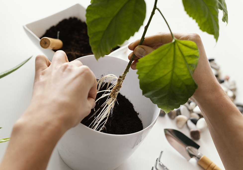 Mantenimiento de las plantas de interior Mantenimiento de las plantas de interior
