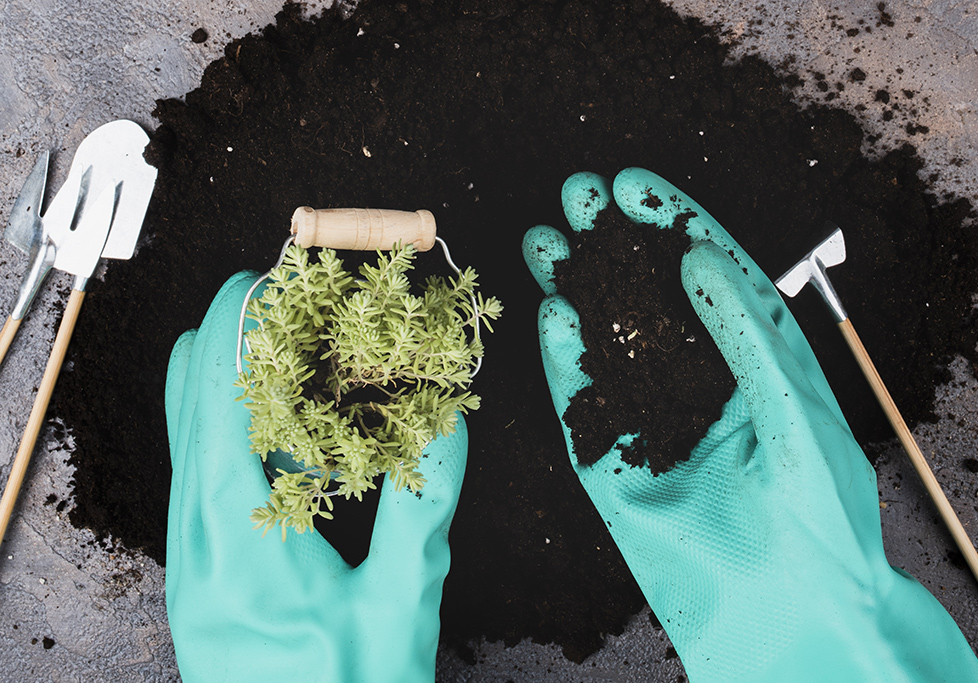Fertilización de las plantas de interior Fertilización de las plantas de interior
