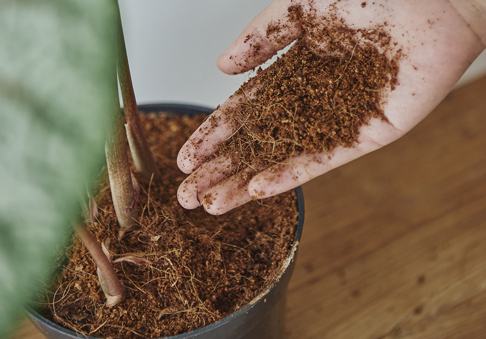 Cuidados en el sustrato de las plantas Cuidados en el sustrato de las plantas